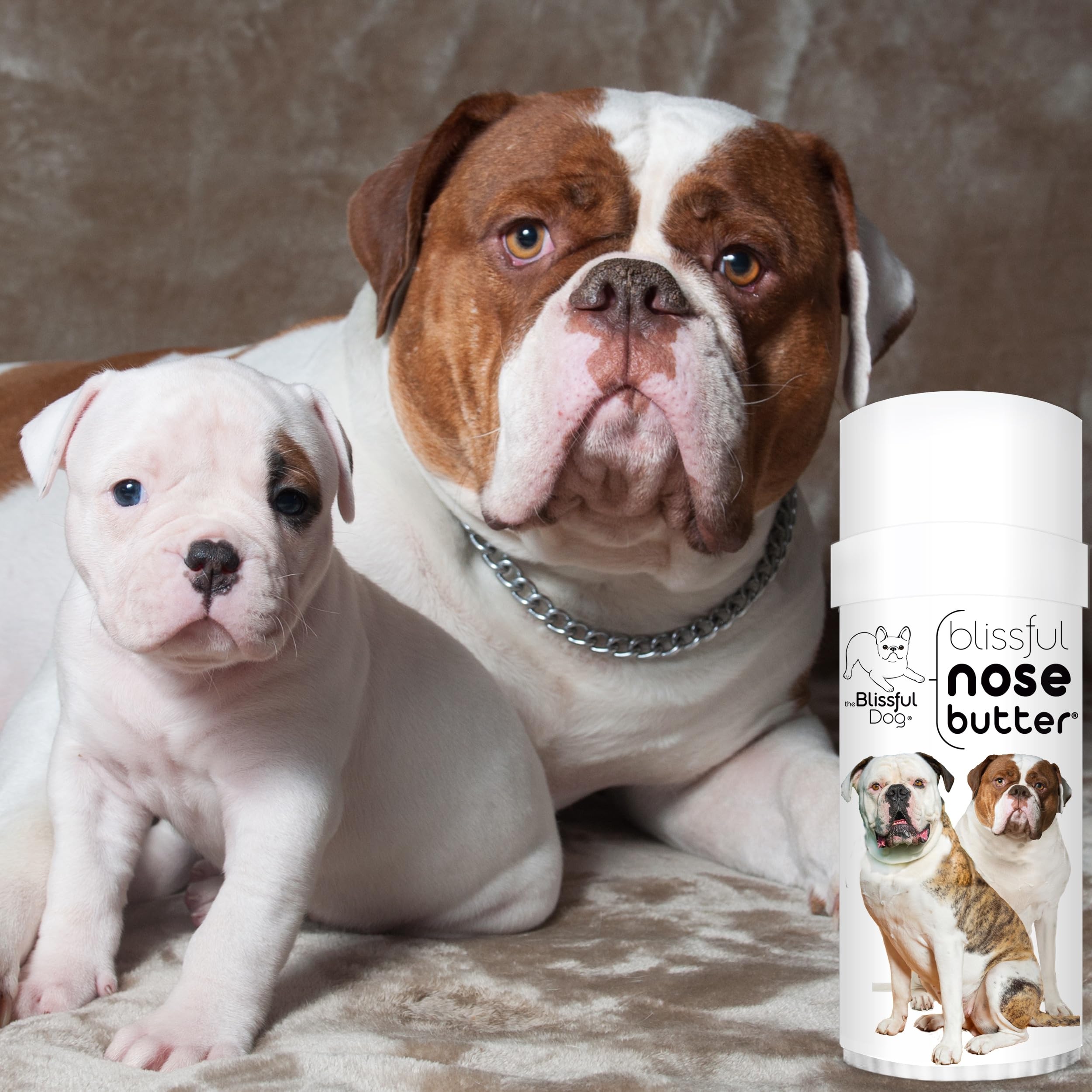 The Blissful Dog American Bulldog Unscented Nose Butter, 2-Ounce Tube